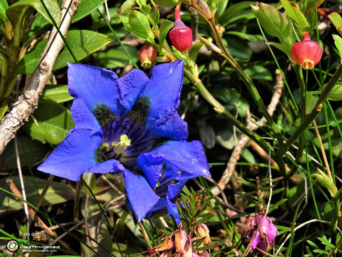 18 Gentiana acaulis (Genziana di Koch).JPG